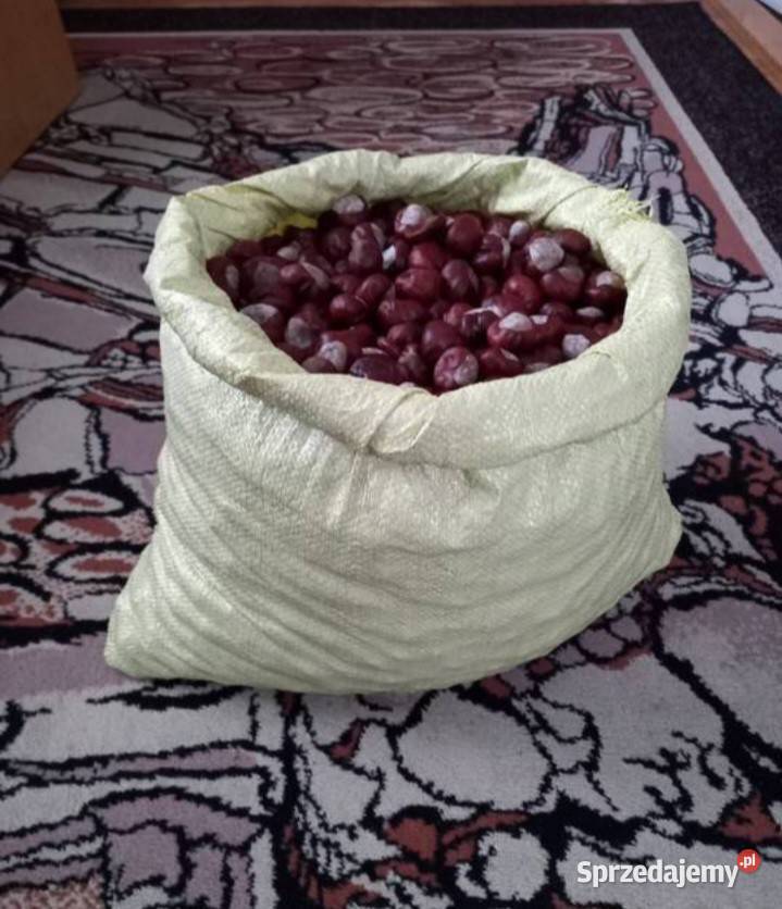 Kasztany tegoroczne NOWE z 2025 roku lubelskie Tomaszów Lubelski