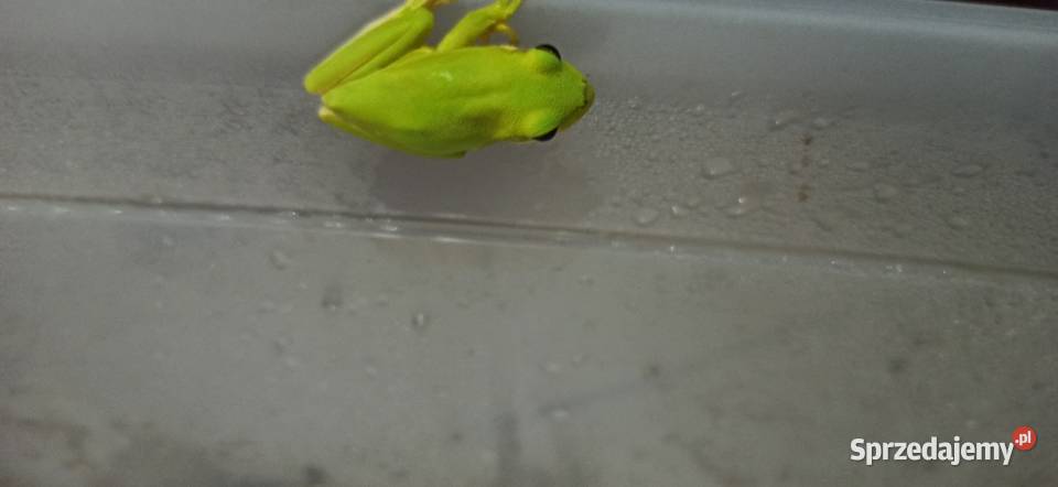 Rzekotka zielona Zwierzęta