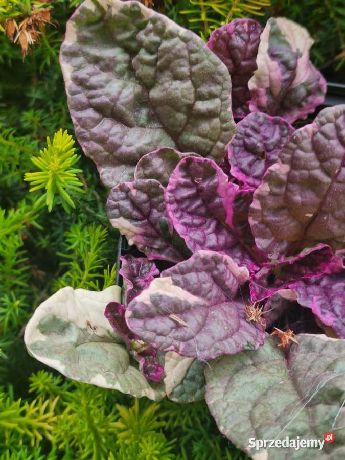 Dąbrówka rozłogowa BURGUNDY GLOW Lublin