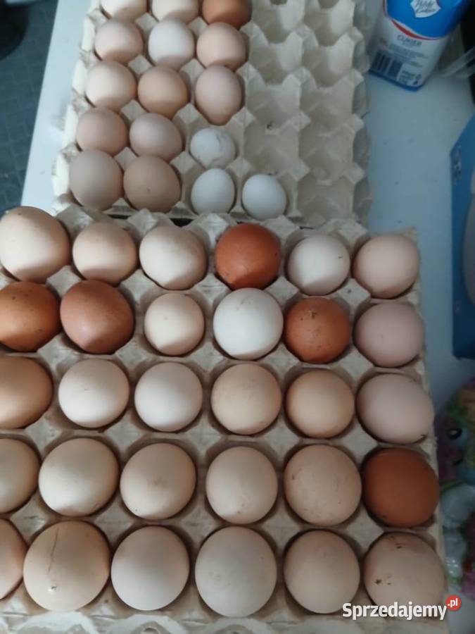 Jajka wiejskie Pozostałe Solec Kujawski sprzedam