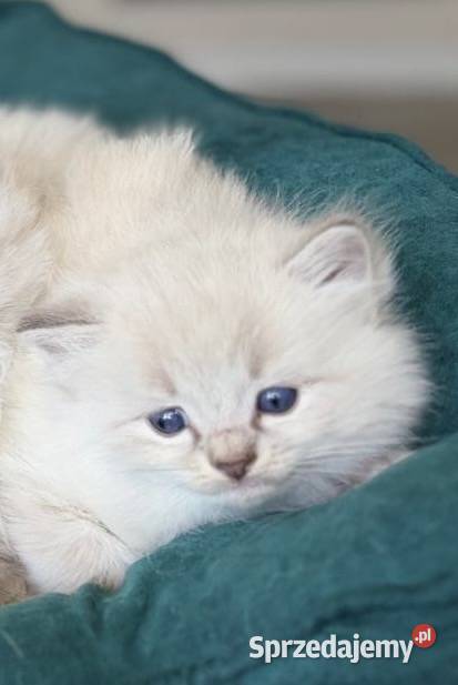 Kocurek ragdoll Kalisz