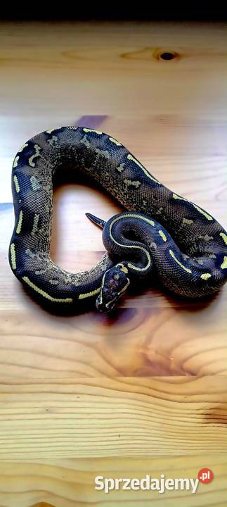 Pytony królewskie python regius mazowieckie Nowa Wola
