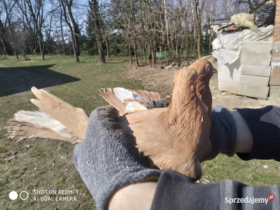 Gołębie Zamojskie Wysoko Lotne lubelskie Tokarówka