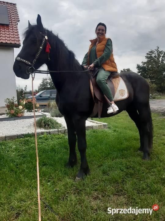 Koń wałach 4 lata Fryz Wstęmpnie zajeżdżony Prochowice sprzedam