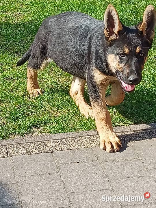 Owczarek niemiecki uzytkowy łódzkie Brąszewice