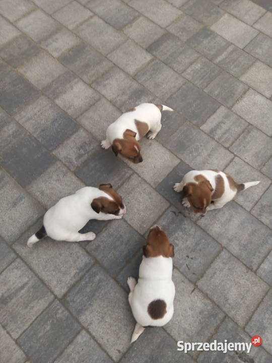 Jack Russell Terrier suczka Zwierzęta Grabów