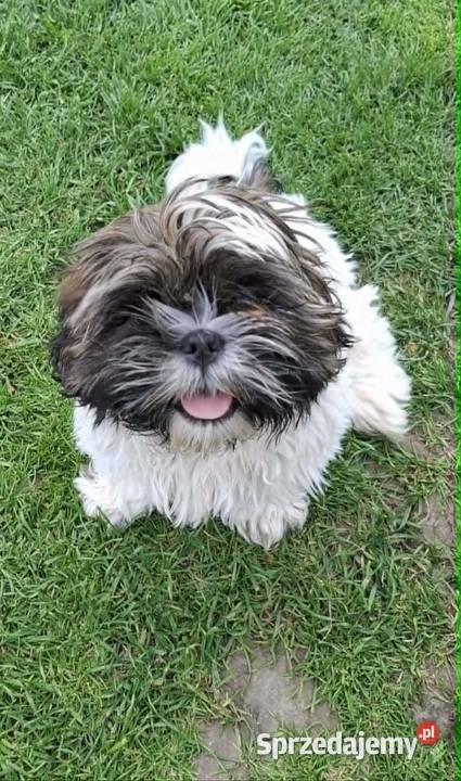 Sprzedam psa Shih tzu Nosów-Kolonie