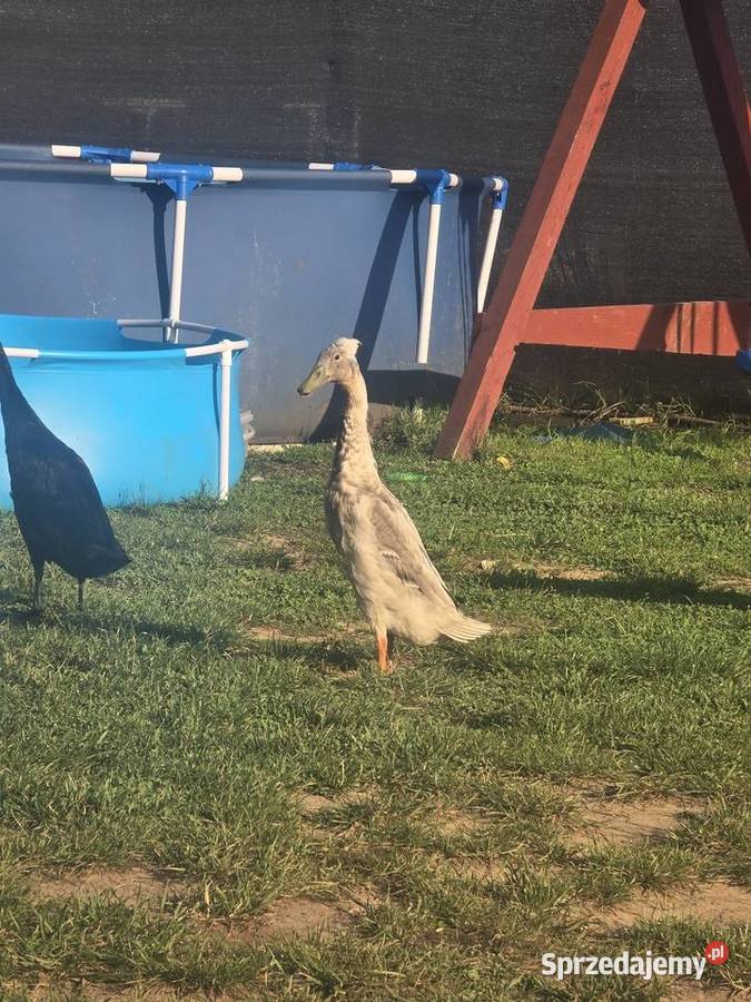 Kaczki bieguski Dąbrowa Górnicza