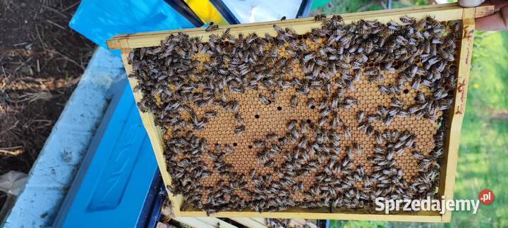 ODKŁADY PSZCZELE Pszczoły ROJE Na Ramce Wadowice