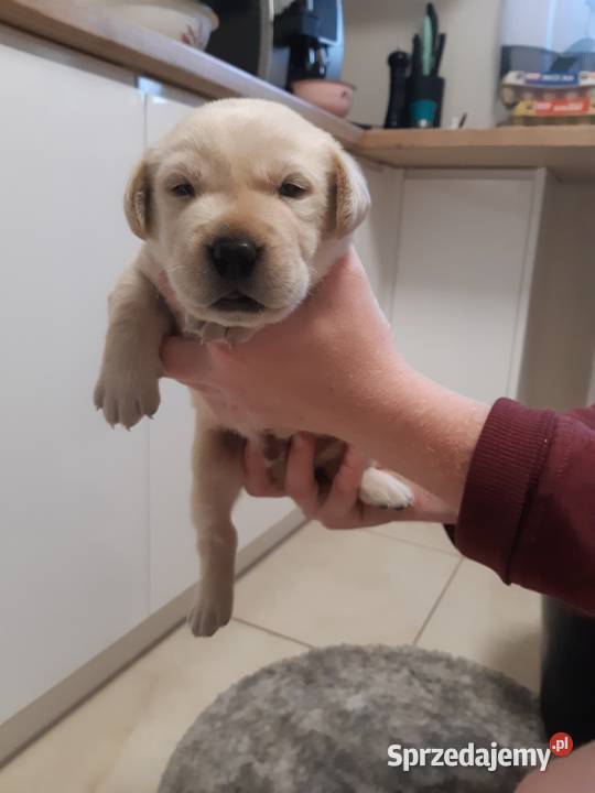 Labrador Milejowice sprzedam