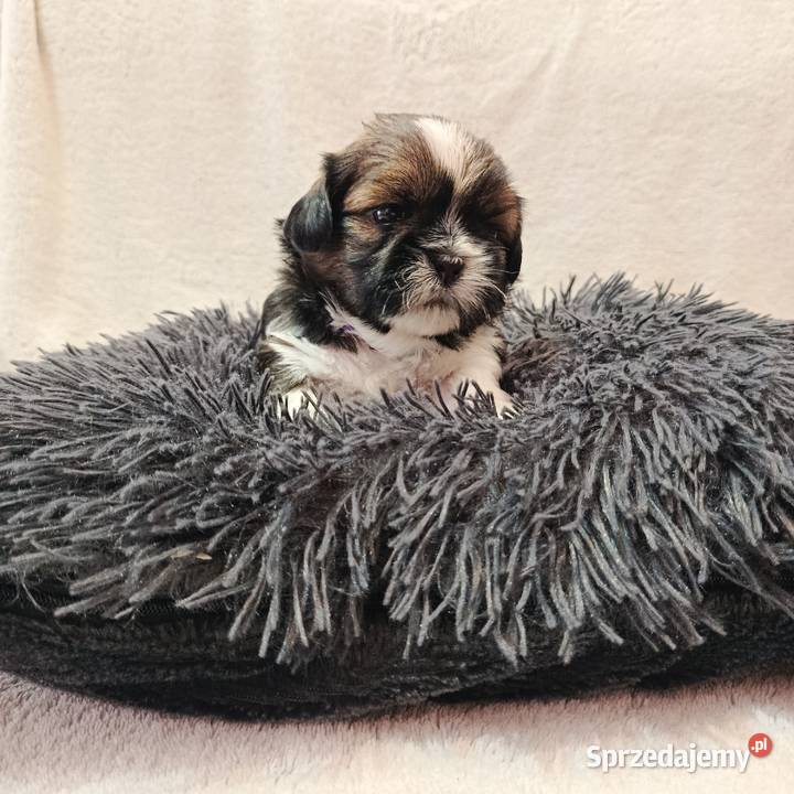 Shihtzu