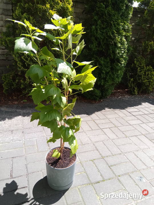 Porzeczkoagrest krzew owocowy ok 80 Owocowe Jędrzejów sprzedam
