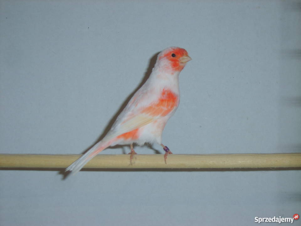 Kanarki czerwonemozaika Kraków