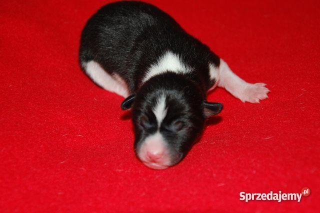 basenji szczenięta Gdańsk