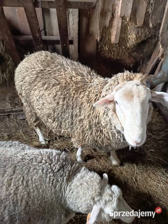Sprzedam barana Nadzieja sprzedam