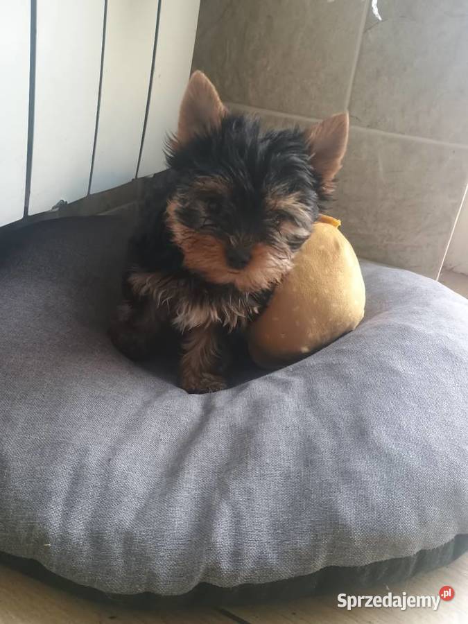 York Yorkshire terrier suczkamini Radziejów