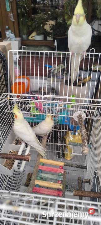 Młode papużki Nimfy Lutino Kwaczała