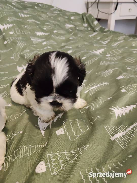 Sprzedam młode pieski rasy shihtzu łódzkie Wieruszów