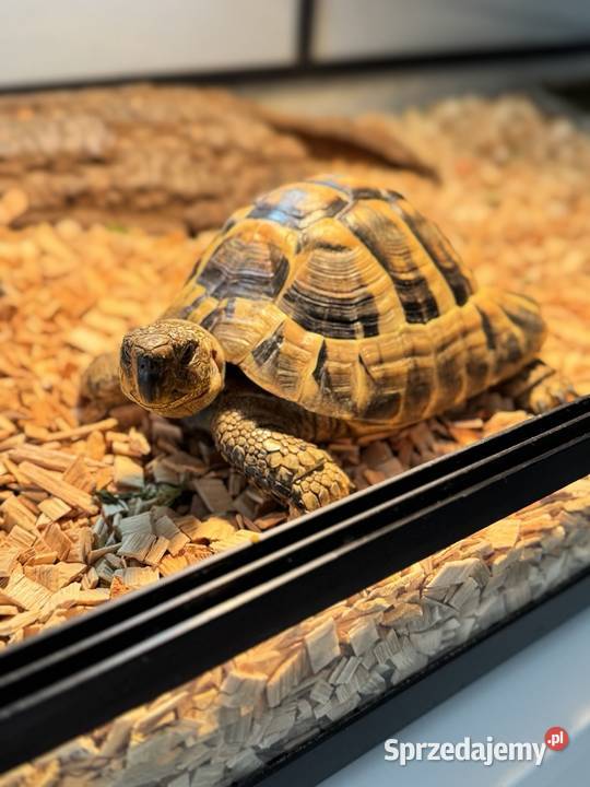Żółw Grecki Terrarium Warszawa sprzedam