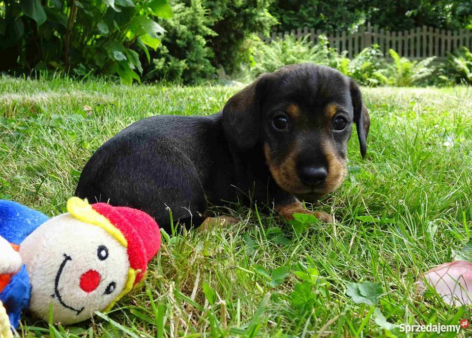 Jamniki szorstkowłose miniaturowe Tychy