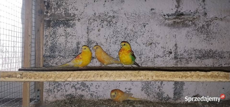 Świergotki 2025r śląskie sprzedam