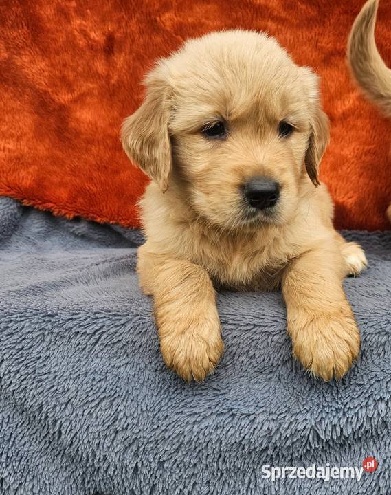 Golden Retriever złoty szczeniak Polesie