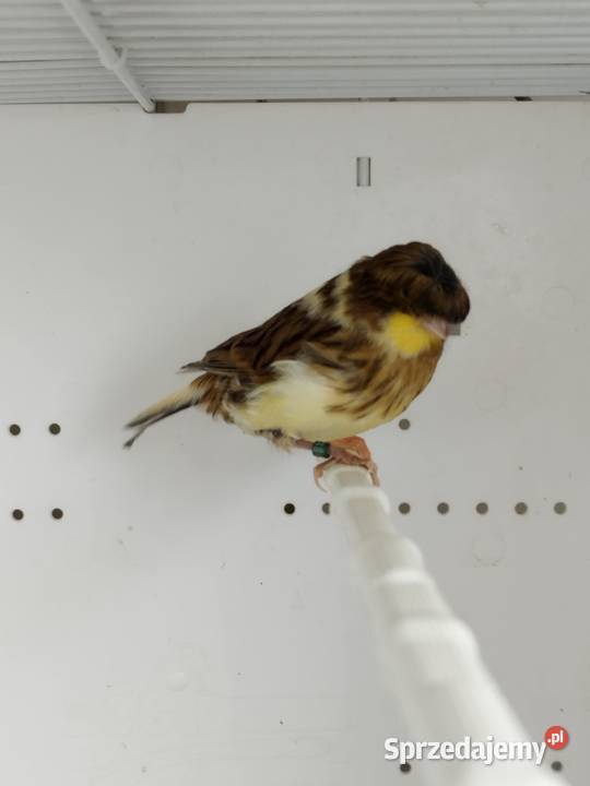 Kanarki Gloster samce 26 r wielkopolskie Gostyń