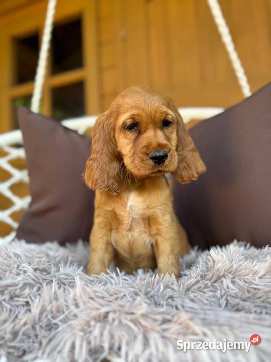 Śliczna mocno złota sunia Cocker Spaniel śląskie Katowice