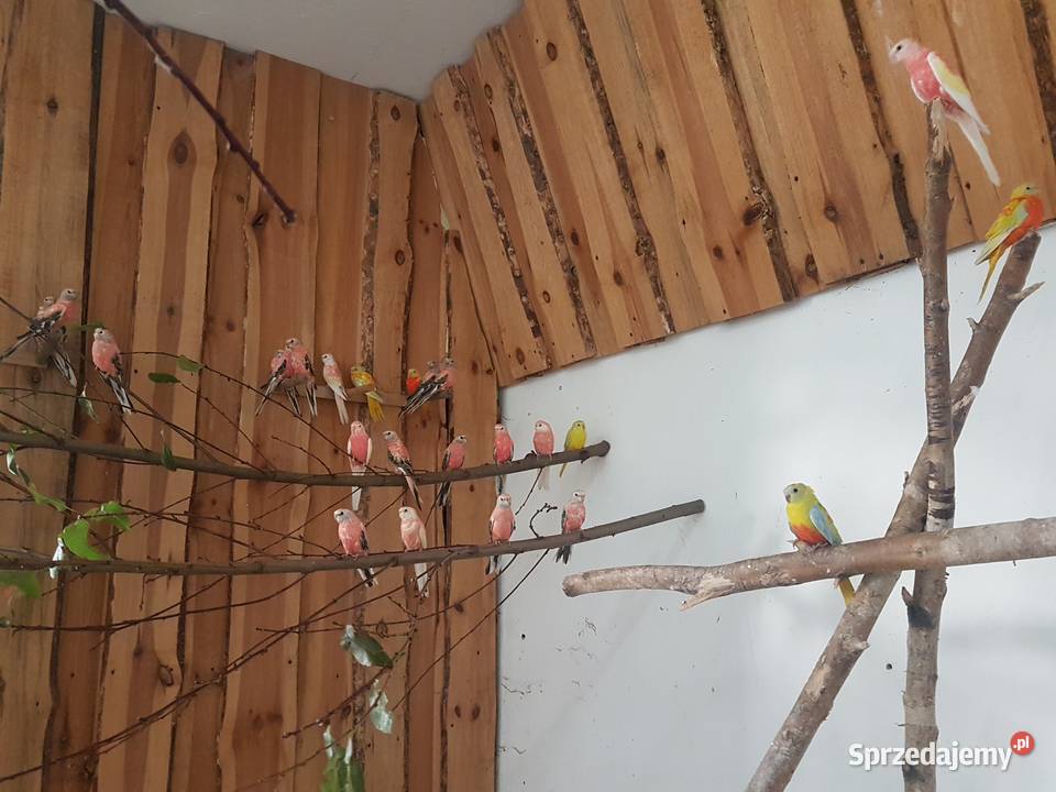 Lilianki rubino 2024 r lilianka wielkopolskie Leszno