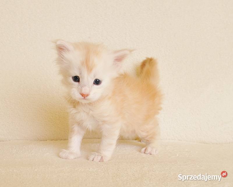 Przepiękny biszkoptowy kocurek z Rodowodem Zwierzęta Białystok