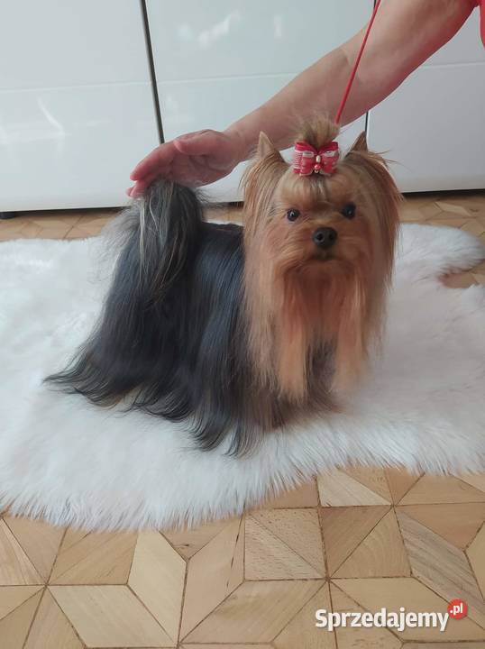 York szczenięta Championach z rodowodem hodowla Wrocław sprzedam