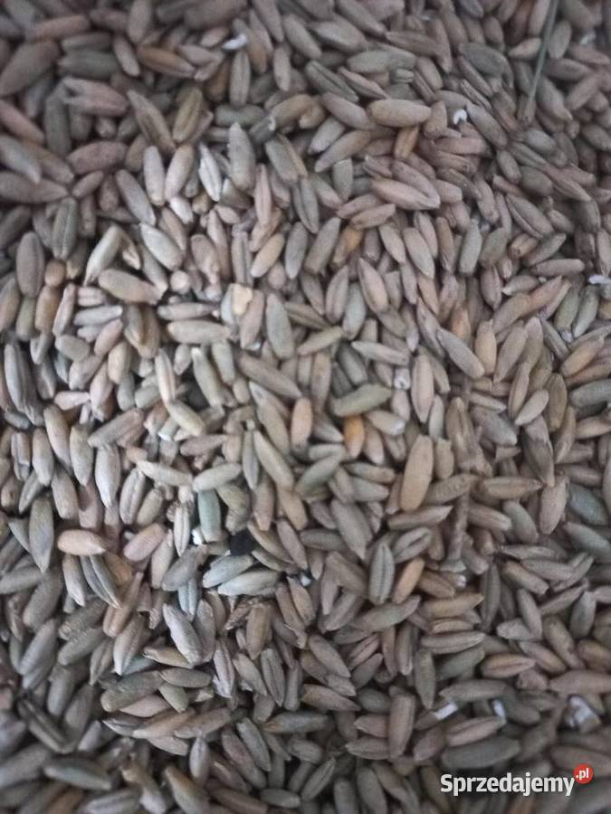 Sprzedam Żyto mazowieckie Karpin