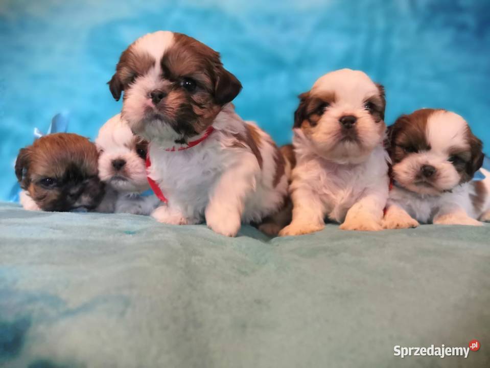 Shih tzu Dusocin