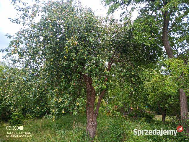 ROD 600m2 wójtowa rola Olsztyn