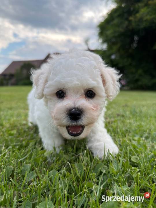 Bichon frise Fci Toszek