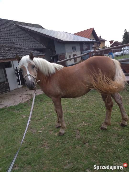 Haflinger Konie Osiek sprzedam
