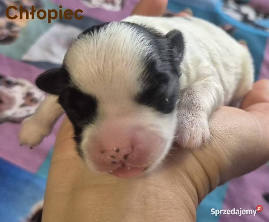 Do Rezerwacji Szczenięta Morkie Konin