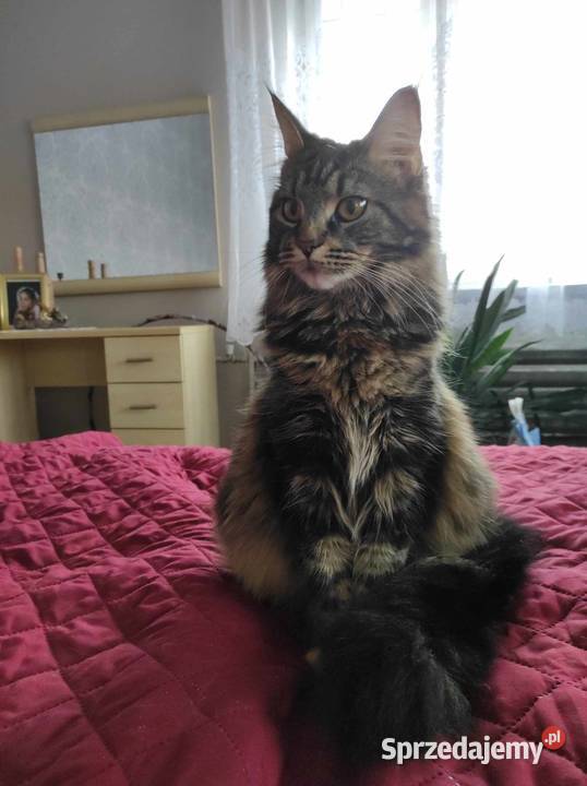 Kocurek Maine coon sprzedam