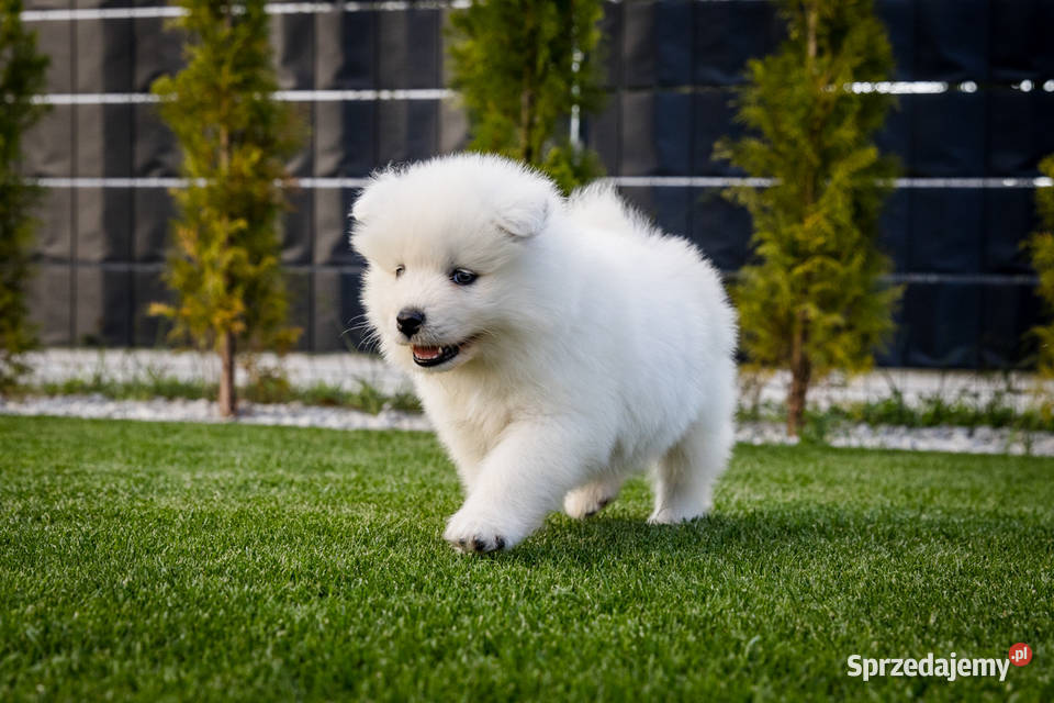 Samoyed ZKwPFci