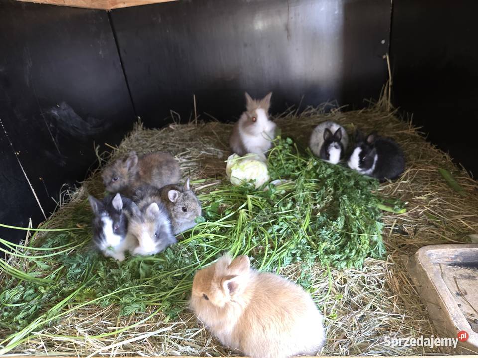 Króliki miniaturki