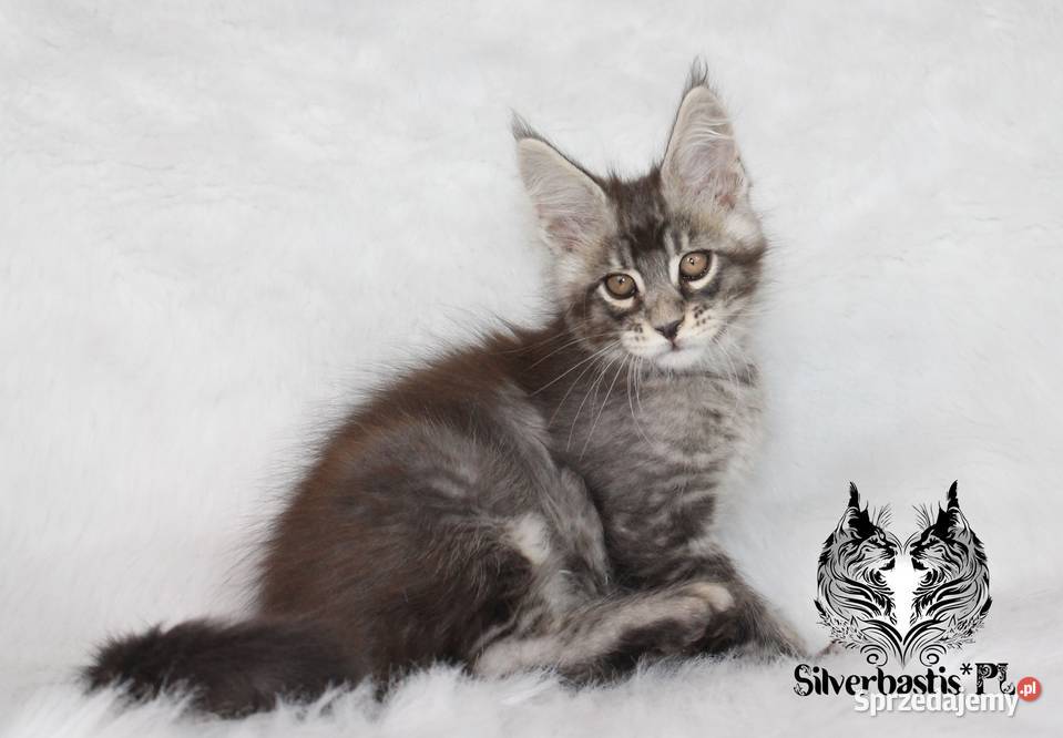 Kocurki Maine Coon behawiorysty Nowa Ruda
