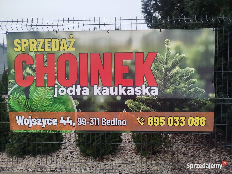 CHOINKI PIĘKNE JODŁY KAUKASKIE Z WŁASNEJ Wojszyce