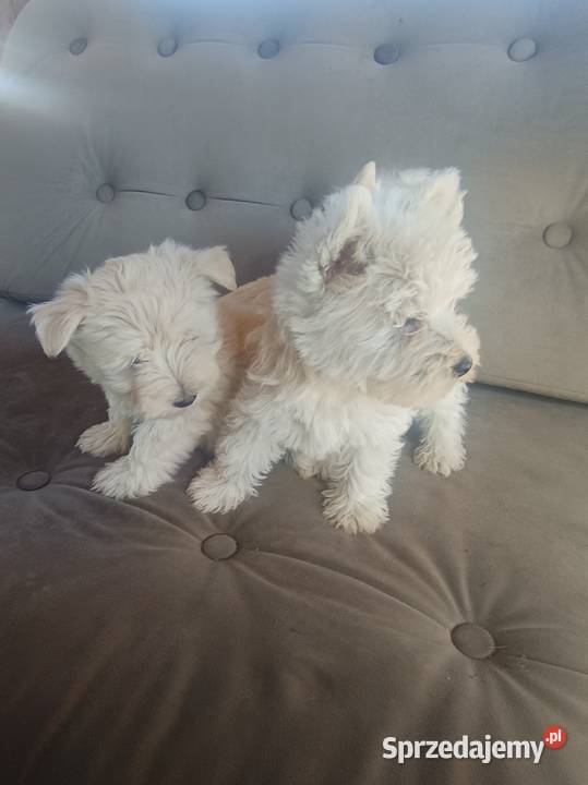 Szczeniaki rasy West Highland White Terrier Dębica