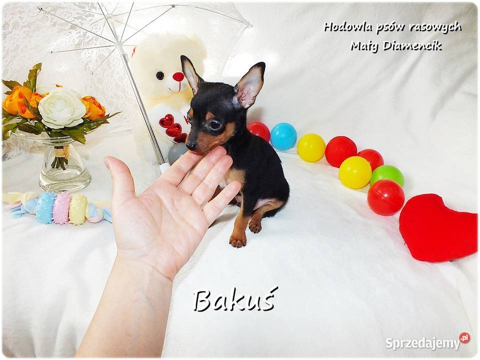 Mini Piesek BAKUŚ Ratlerek sarenka Pinczer Żary