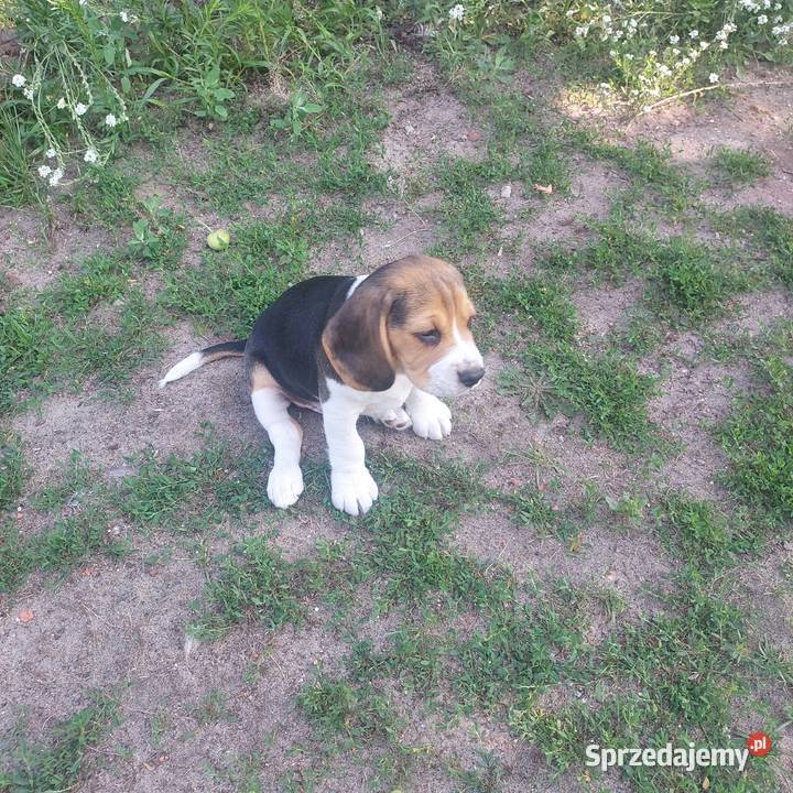 Szczeniaki beagle tricolor mazowieckie Radom
