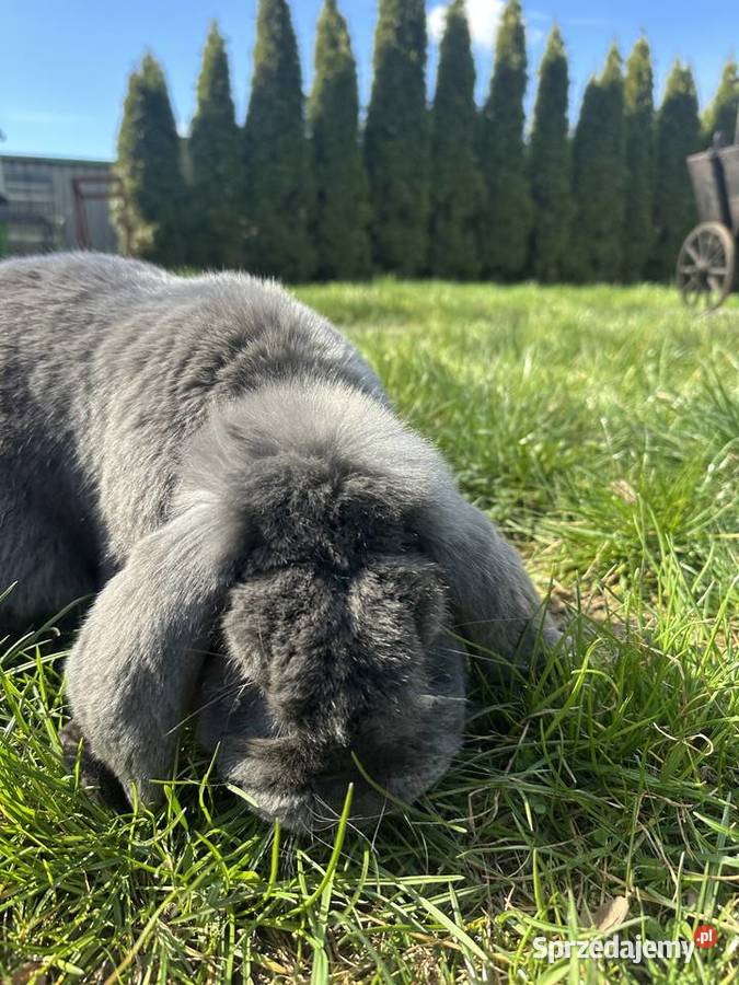 Oswojony królik Baran francuski 3 lata opolskie Ozimek