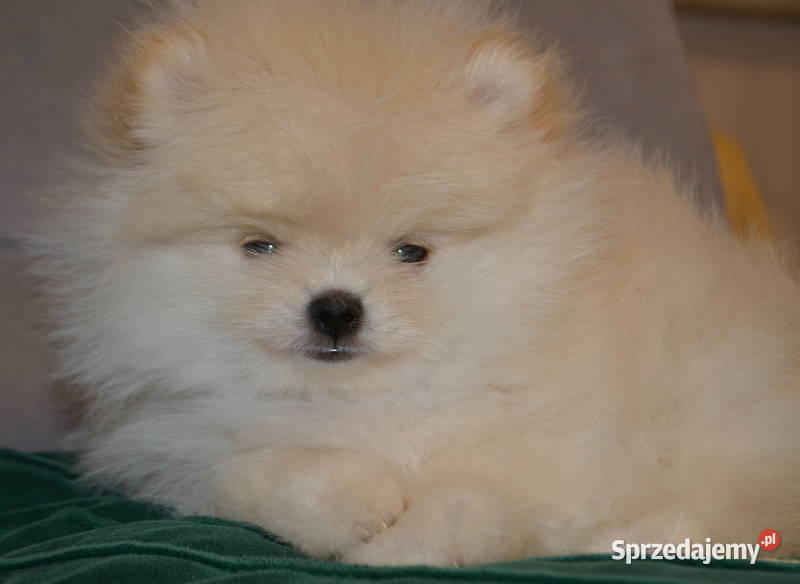 SZPIC MINIATUROWY POMERANIAN ŚLICZNY MALUTKI