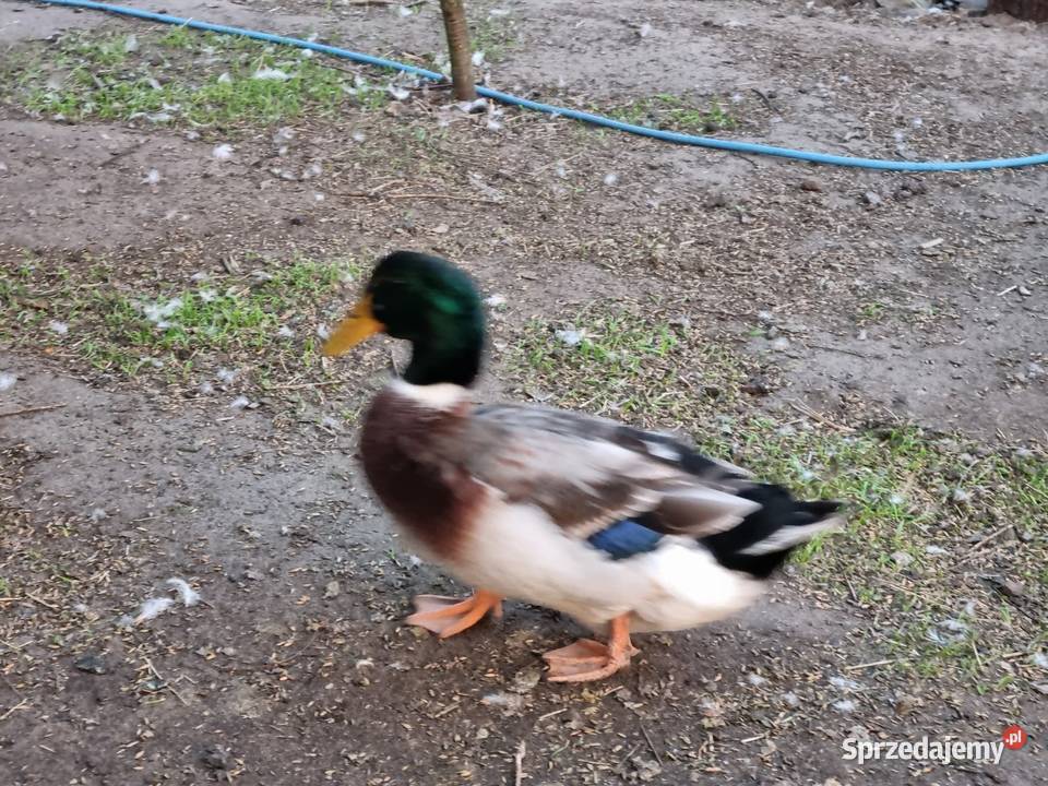 Sprzedam kaczki francuskie Garwolin sprzedam