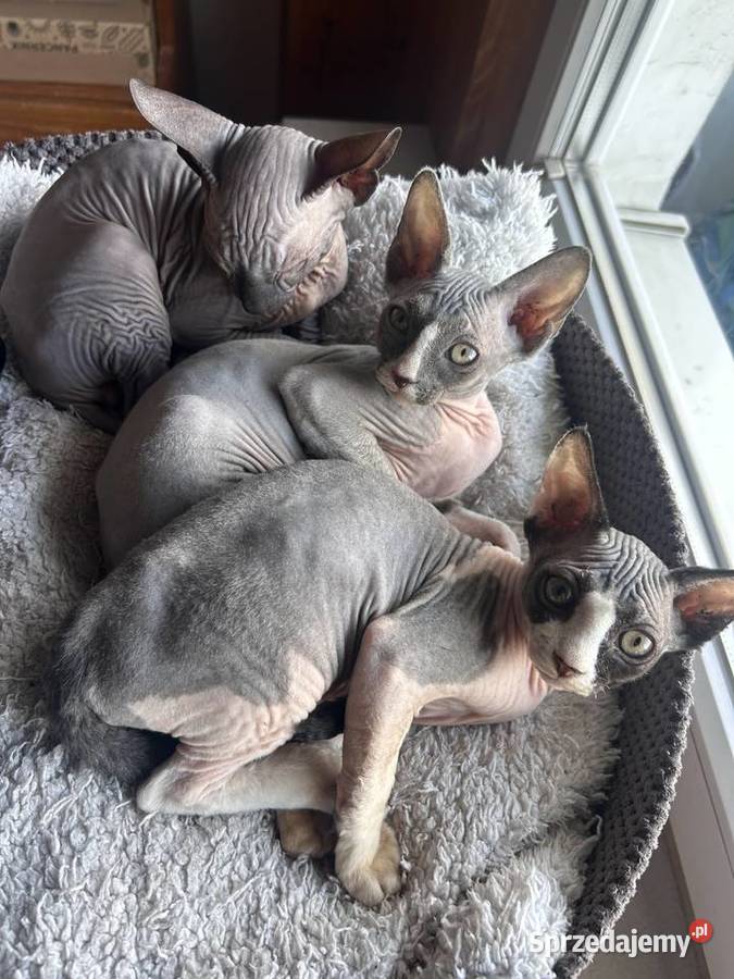 Piękna kotka sfinks do odbioru