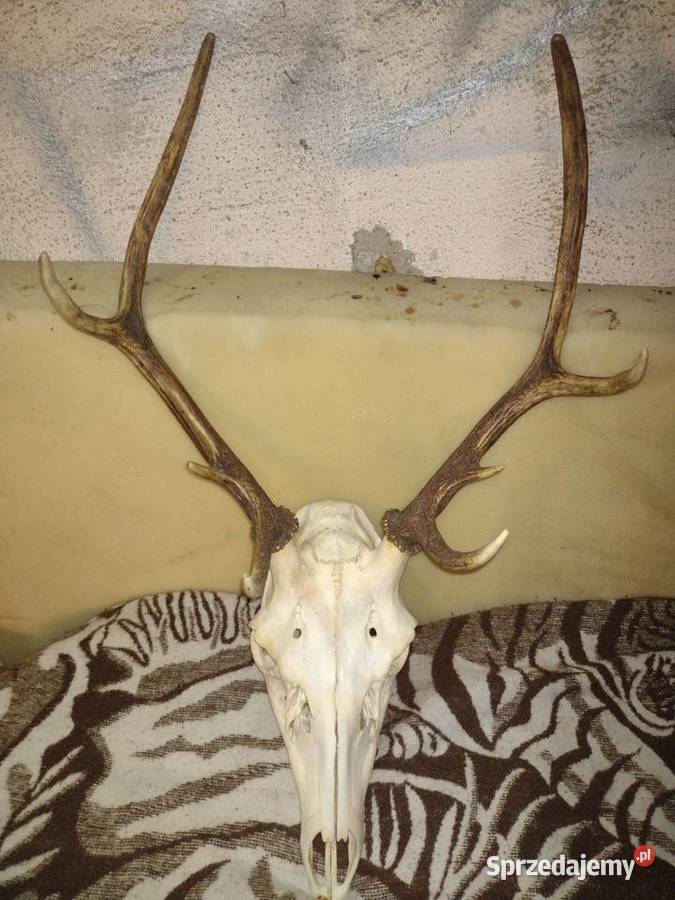 Poroże jelenia Pobiedziska